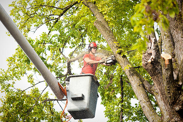  , USA Tree Services Pros